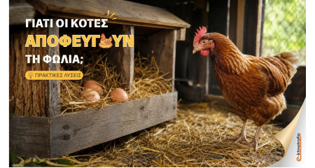 Γιατί οι κότες αποφεύγουν τη φωλιά;
