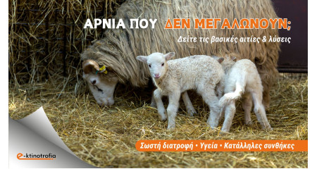 Αρνιά που δεν μεγαλώνουν όπως πρέπει; Τι να προσέξετε