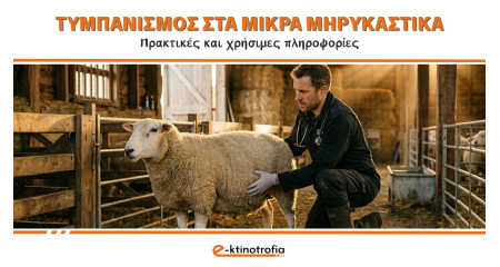 Τυμπανισμός σε πρόβατα και κατσίκια: Τι πρέπει να ξέρεις Τυμπανισμός σε πρόβατα και κατσίκια: Τι πρέπει να ξέρεις