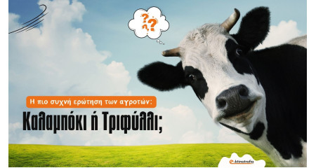 Καλαμπόκι ή τριφύλλι για τις γαλακτοπαραγωγές αγελάδες;