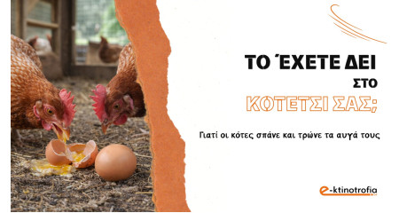 Γιατί οι κότες τρώνε τα αυγά τους;
