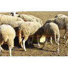 Crystamolyx Sheep and Goat 25kg 