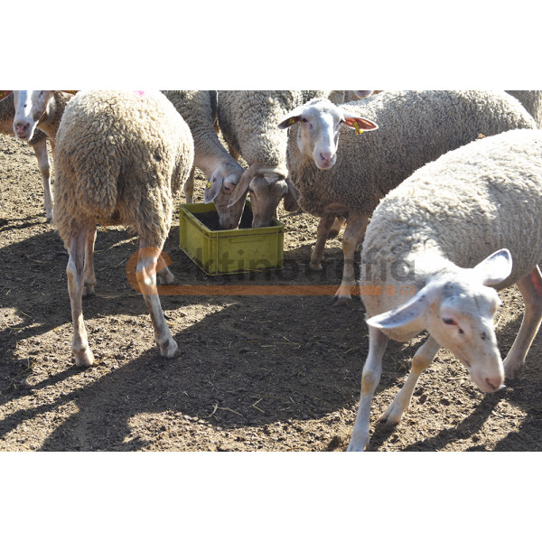 Crystamolyx Sheep and Goat 25kg 