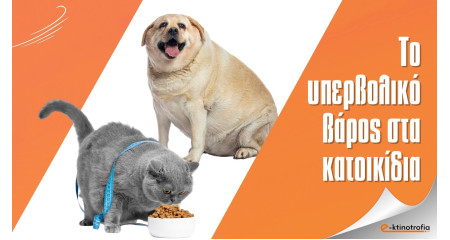 Γλυκό αλλά Επικίνδυνο: Το Υπερβολικό Βάρος στα Κατοικίδια Γλυκό αλλά Επικίνδυνο: Το Υπερβολικό Βάρος στα Κατοικίδια