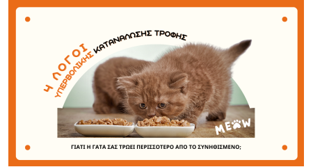 4 λόγοι υπερβολικής κατανάλωσης τροφής από τη γάτα σας