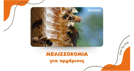 Μελισσοκομία για αρχάριους