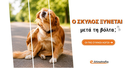 Ο Σκύλος ξύνεται μετά τη βόλτα;