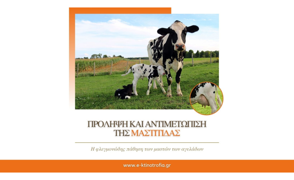 Πρόληψη και αντιμετώπιση της μαστίτιδας στις αγελάδες