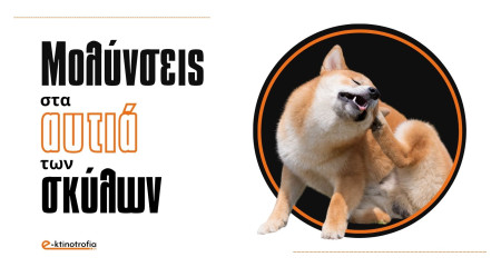 Γιατί οι μολύνσεις στα αυτιά των σκύλων αυξάνονται το καλοκαίρι; Γιατί οι μολύνσεις στα αυτιά των σκύλων αυξάνονται το καλοκαίρι;