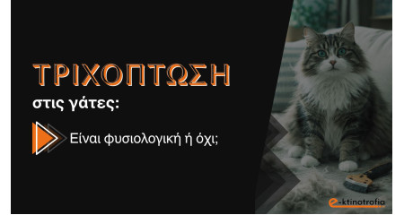 Τριχόπτωση στις γάτες: Εποχική ή μήπως κάτι σοβαρό; Τριχόπτωση στις γάτες: Εποχική ή μήπως κάτι σοβαρό;
